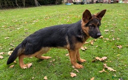 German Shepherd dogs for sale: Fantastic German Shepherd Puppy  - Image 4