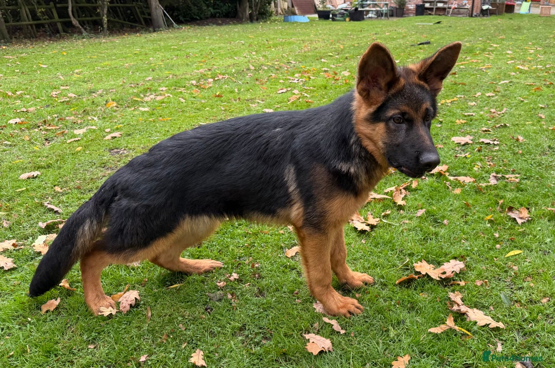 German Shepherd dogs for sale: Fantastic German Shepherd Puppy  - Image 4