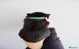 German Shepherd dogs for sale: 7 CHUNKY GERMAN SHEPHERD PUPPIES KC REGISTERED - Image 19