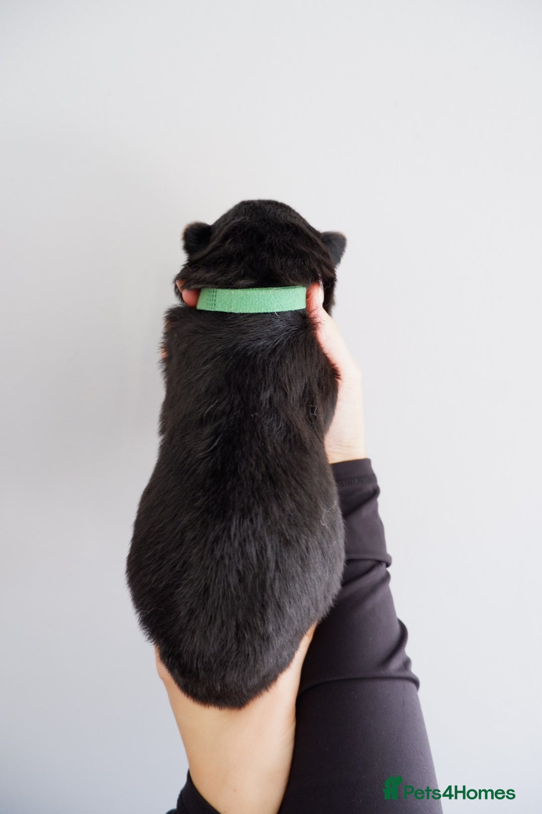 German Shepherd dogs for sale: 7 CHUNKY GERMAN SHEPHERD PUPPIES KC REGISTERED - Image 19