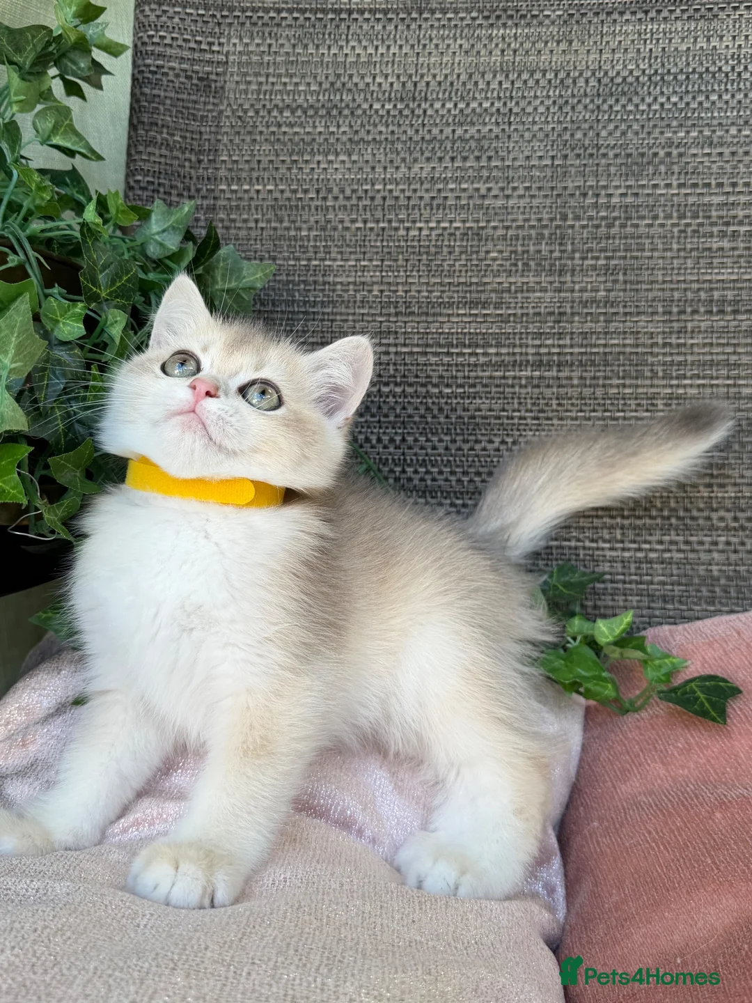 British Shorthair cats for sale: British Shorthair golden kittens GCCF  - Advert 1