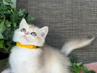 British Shorthair cats British Shorthair golden kittens GCCF - Advert 2