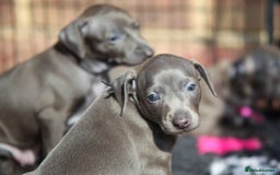 Italian Greyhound dogs for sale: 2 Stunning Italian Greyhound males left only £1800 in Norwich - Image 15