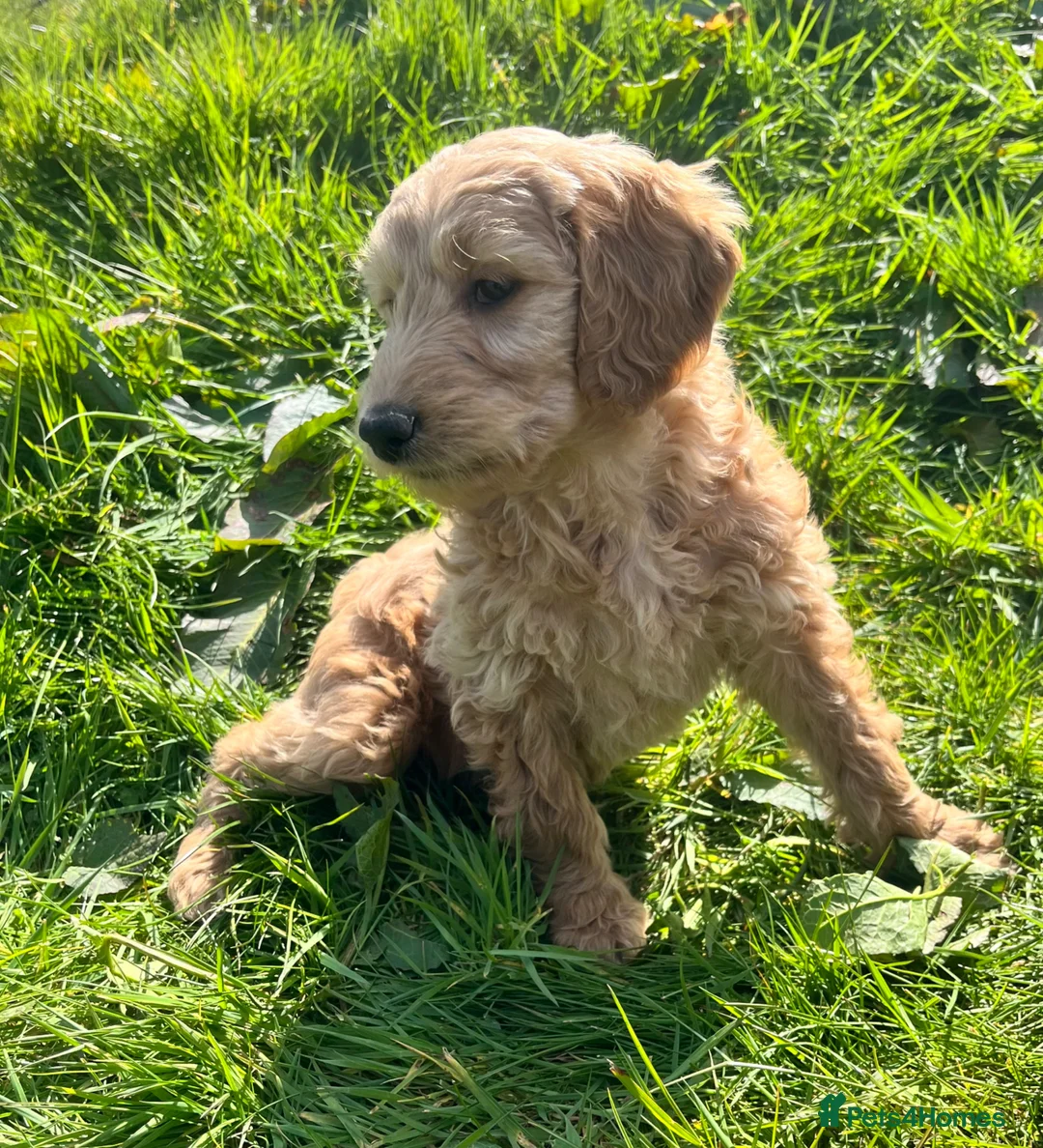 Goldendoodle dogs for sale: Stunning Goldendoodle Puppies - Advert 2