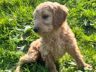 Goldendoodle dogs Stunning Goldendoodle Puppies - Advert 2