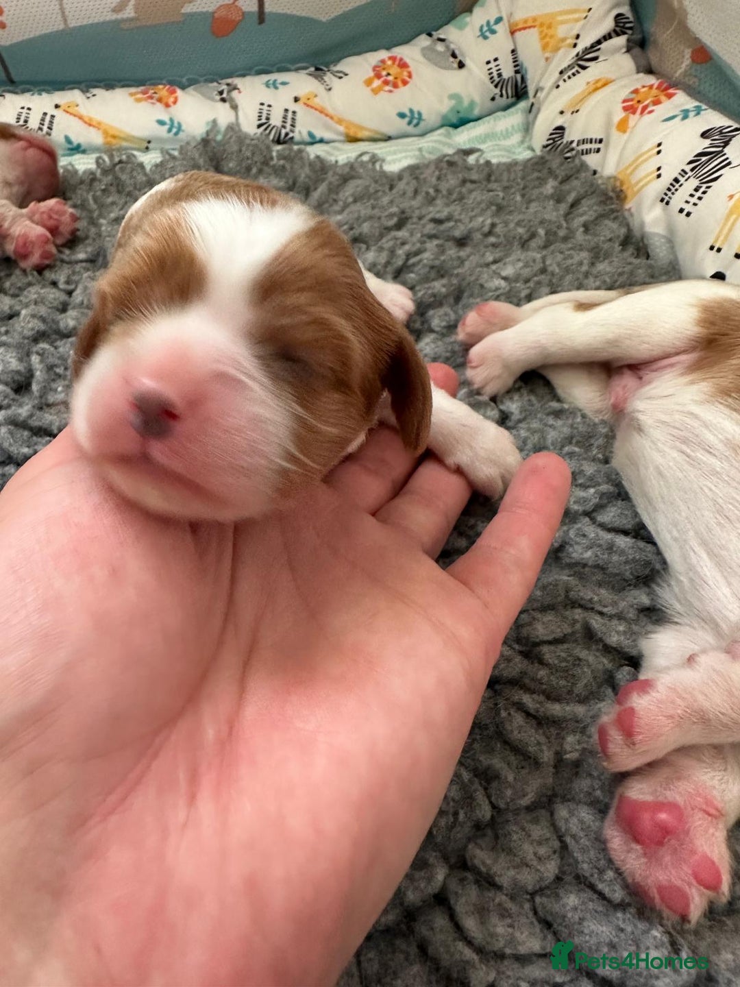 Cavalier King Charles Spaniel dogs for sale: Fully Health Tested Male CKCS Puppies - Image 24