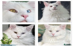 Maine Coon cats for sale: Outstanding pedigree kittens - Image 23