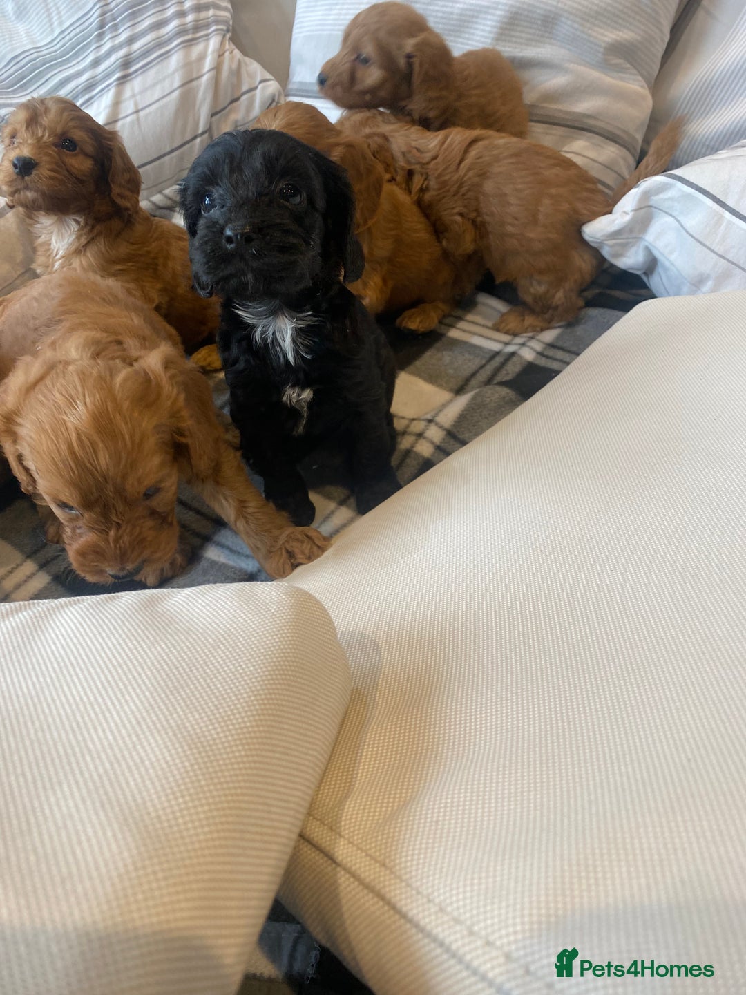 Mixed Breed dogs for sale: F1B Cockapoo puppies - Image 8