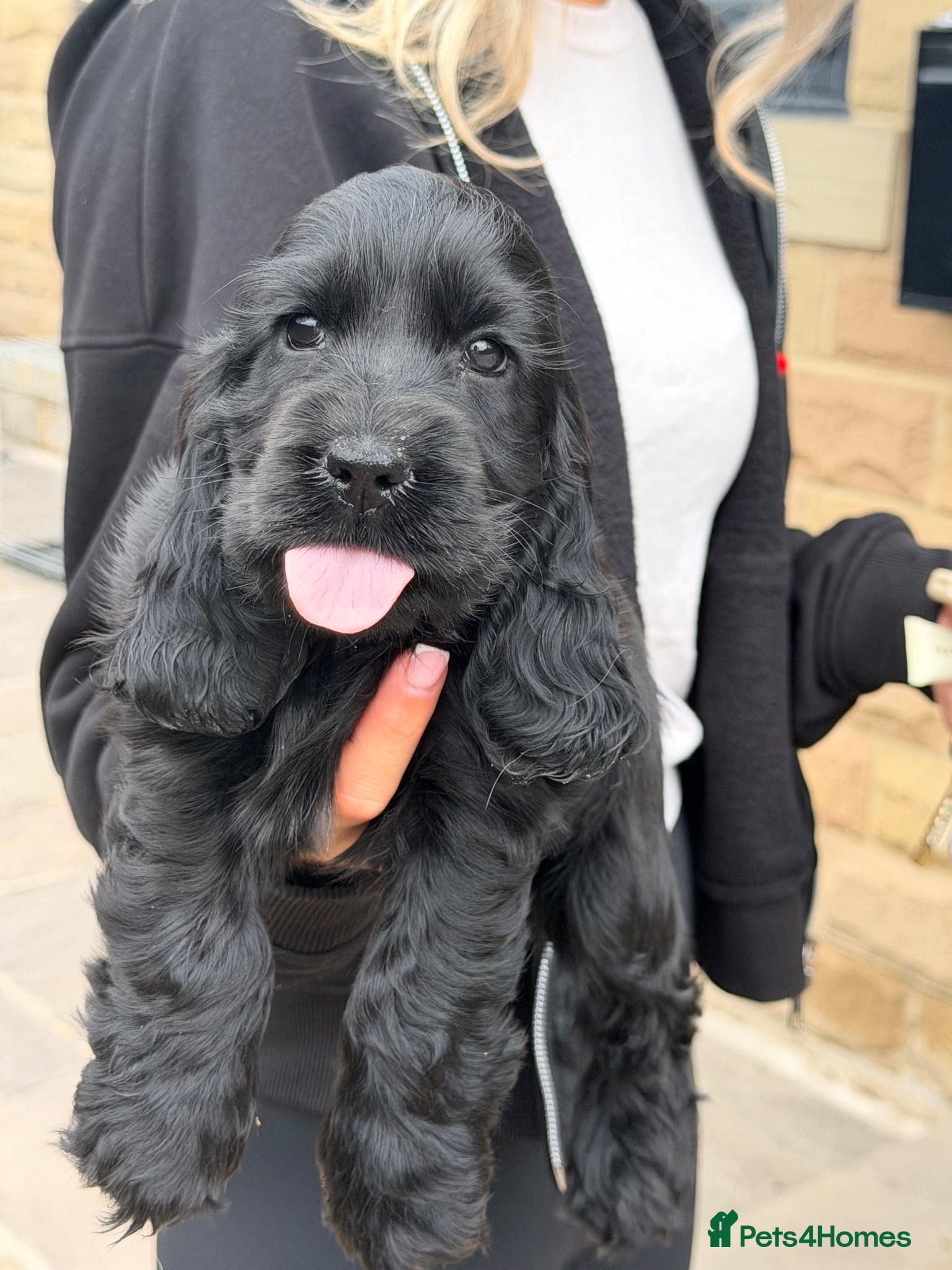 Cocker Spaniel dogs Excellent Quality Black Show Female - Advert 2