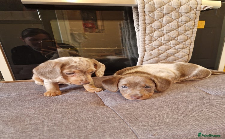 Miniature Dachshund dogs - Advert 2