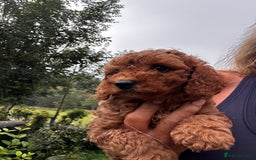 Cockapoo dogs for sale: Lovely litter cockapoo  - Image 30