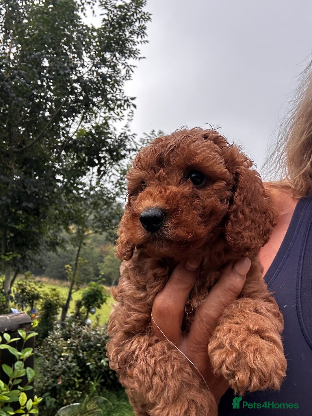 Cockapoo dogs for sale: Lovely litter cockapoo  - Image 30
