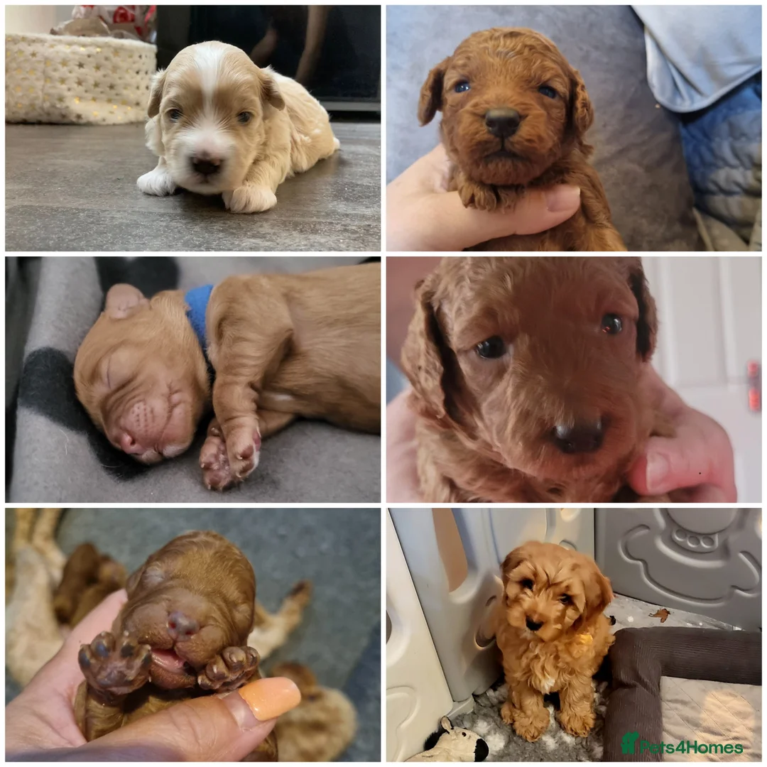 Miniature Poodle dogs for stud: ✅️DNA Test Red KC Miniature Poodle Stud Manchester in Manchester - Advert 17