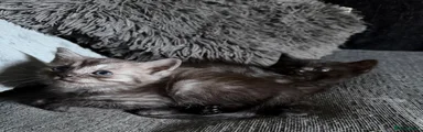 Mixed Breed 2