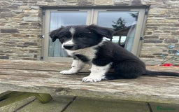 Welsh Collie dogs for sale: Beautiful Welsh Collie Puppies FOR SALE - Image 18