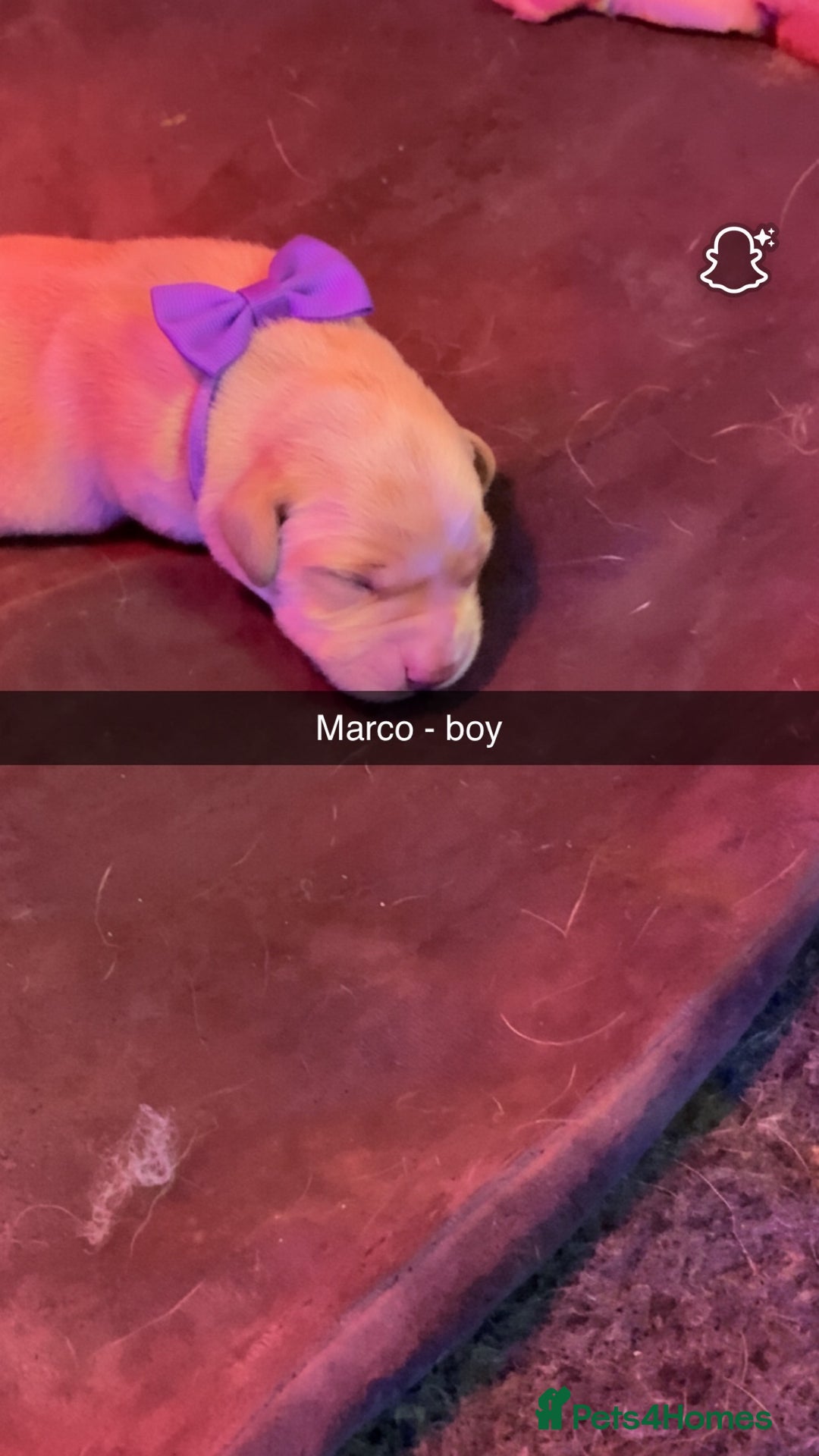 Labrador Retriever dogs for sale: Gorgeous fox red Labrador retriever for sale  - Image 5