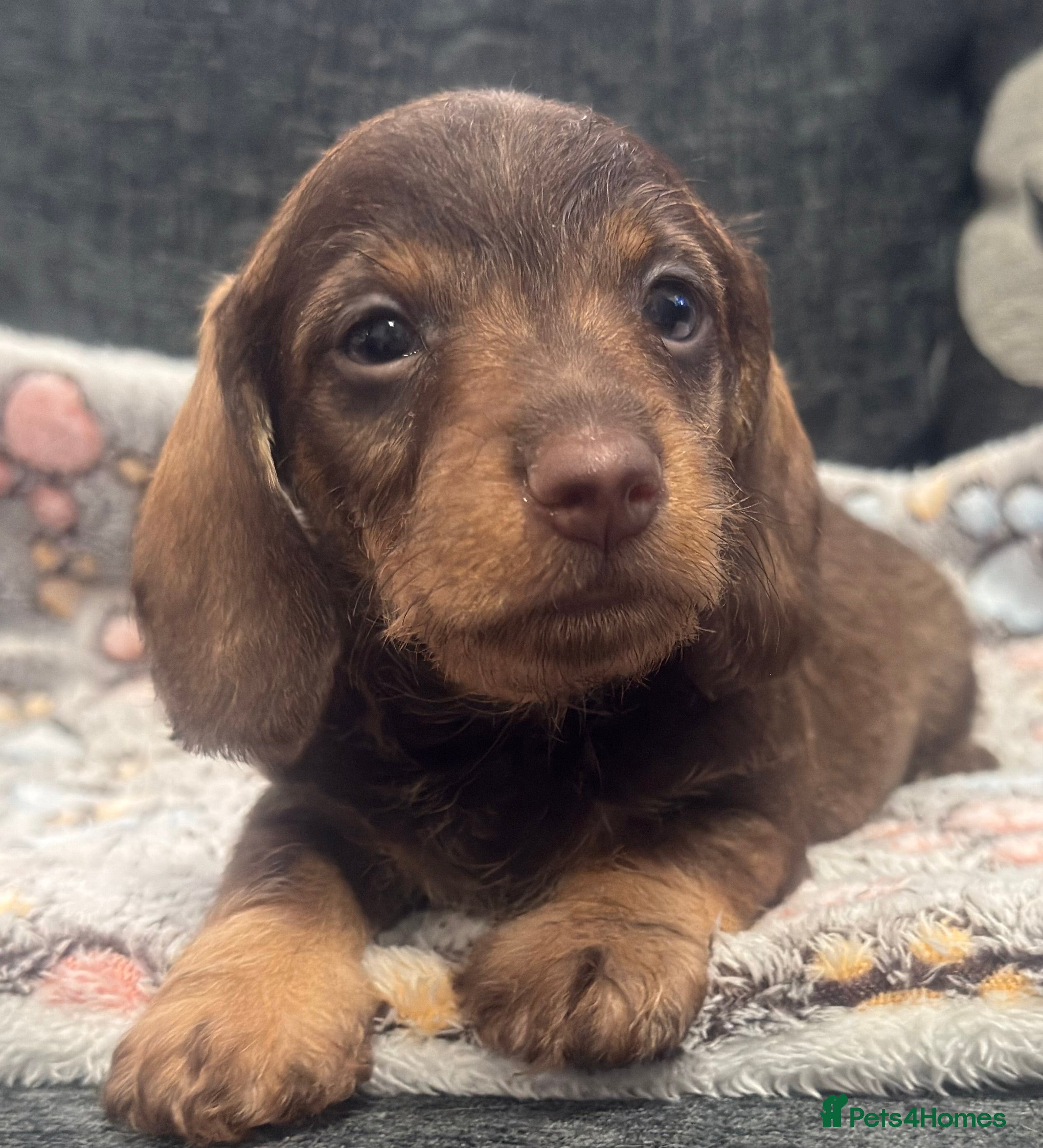 Miniature Dachshund dogs Wire haired puppies! Boys and girls - Advert 6