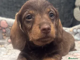 Miniature Dachshund dogs Wire haired puppies! Boys and girls - Advert 6