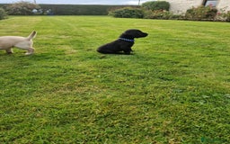 Labrador Retriever dogs for sale: **PEDIGREE, KC REGISTERED AND HIP SCORED** - Image 25