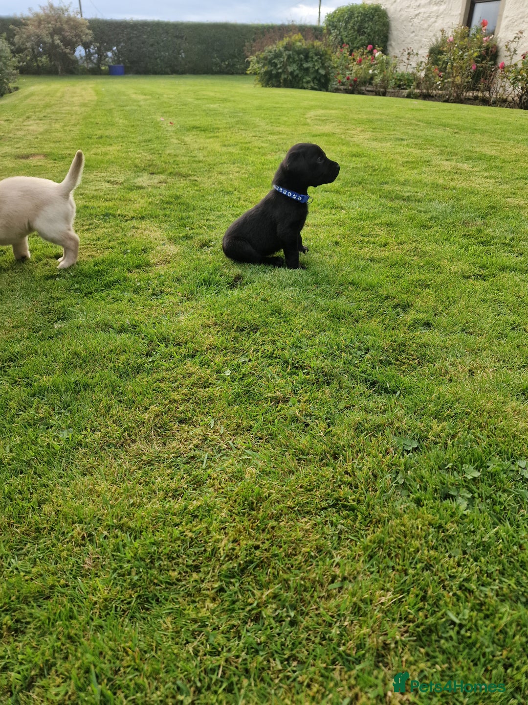 Labrador Retriever dogs for sale: **PEDIGREE, KC REGISTERED AND HIP SCORED** - Image 25