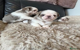 Pug dogs for sale: Stunning litter lilac tans and lilac tan pandas - Image 30