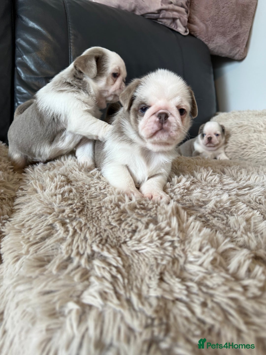 Pug dogs for sale: Stunning litter lilac tans and lilac tan pandas - Image 30