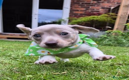 Miniature Dachshund dogs for sale: Miniature sausages Kc reg  in Wigan - Image 22