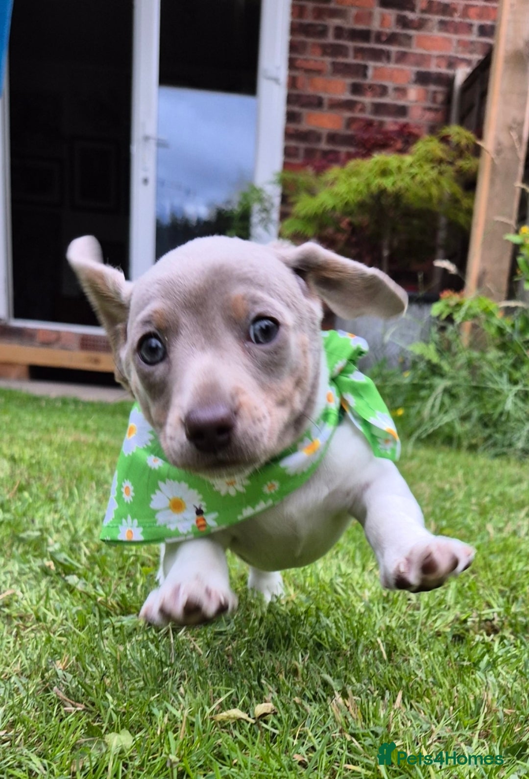 Miniature Dachshund dogs for sale: Miniature sausages Kc reg  in Wigan - Image 22