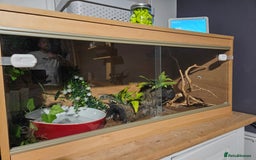Python Snake reptiles for sale: Python snake + viv/set up - Image 4