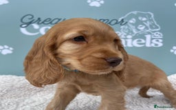 Cocker Spaniel dogs for sale: Golden Male Show Cocker Spaniel - Image 3