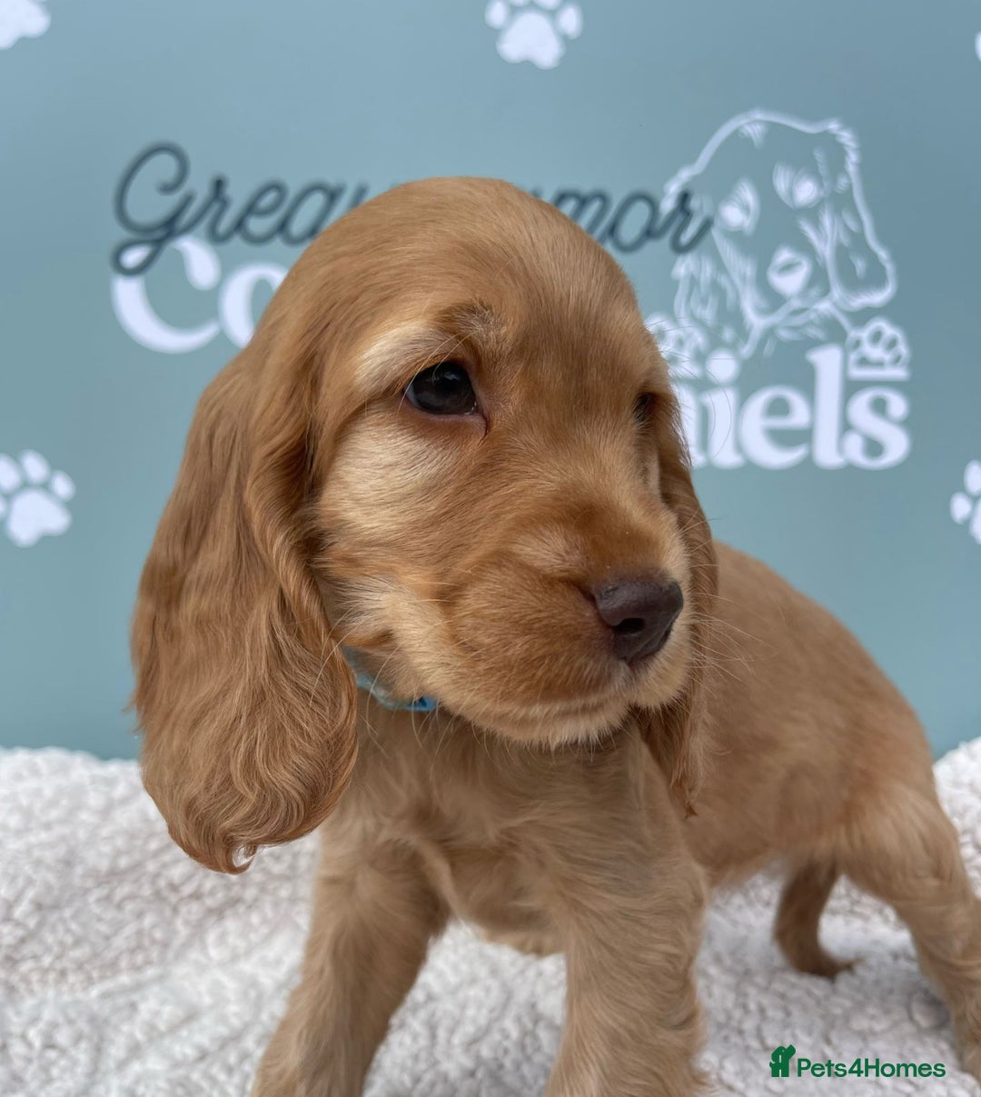 Cocker Spaniel dogs for sale: Golden Male Show Cocker Spaniel - Image 3