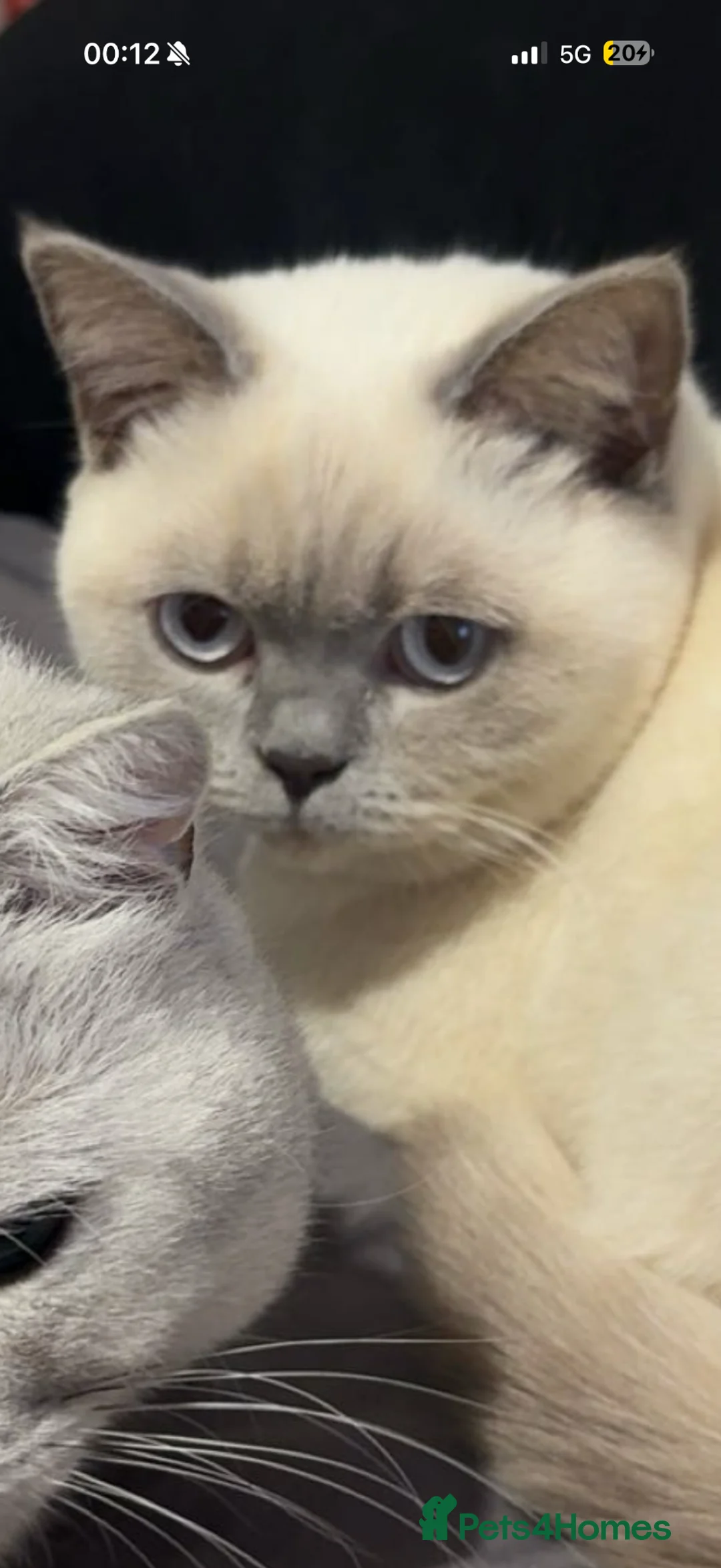 British Shorthair cats for sale: 4 beautiful British short hair kittens & mother  in London - Advert 1