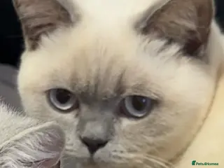 British Shorthair cats 4 beautiful British short hair kittens & mother - Advert 1