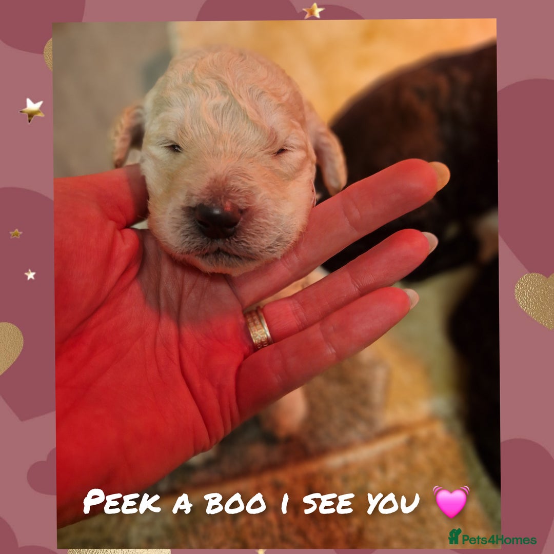 Goldendoodle dogs for sale: Quality goldendoodle puppies*4available,6reserved  - Image 18