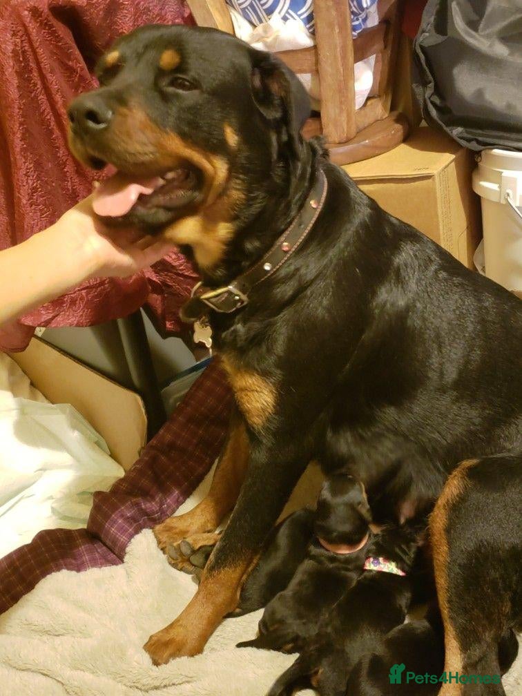 Rottweiler dogs Beautiful Rottweiler Puppy Looking for a Home - Advert 1