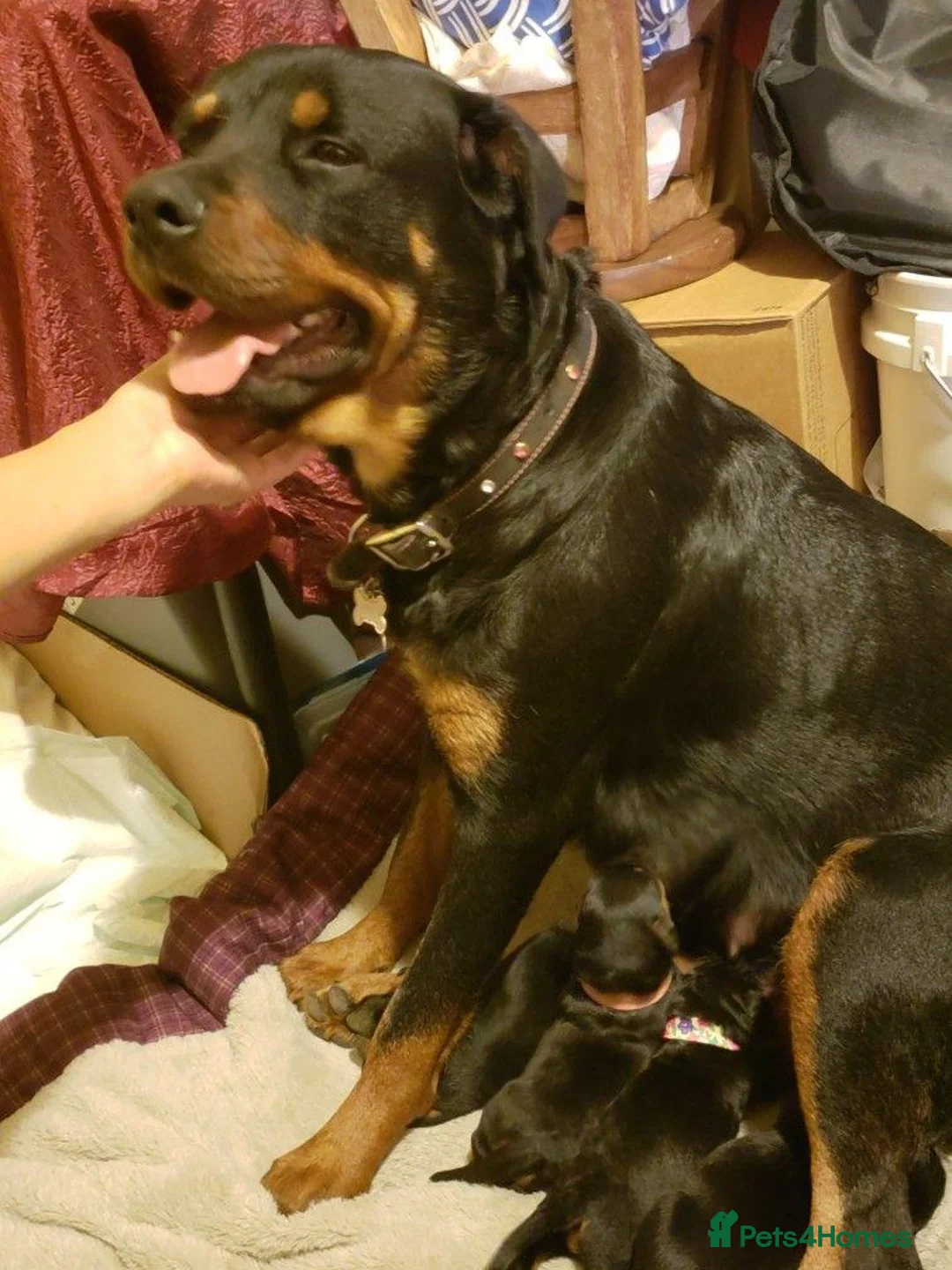 Rottweiler dogs for sale: Beautiful Rottweiler Puppy Looking for a Home in London - Advert 1
