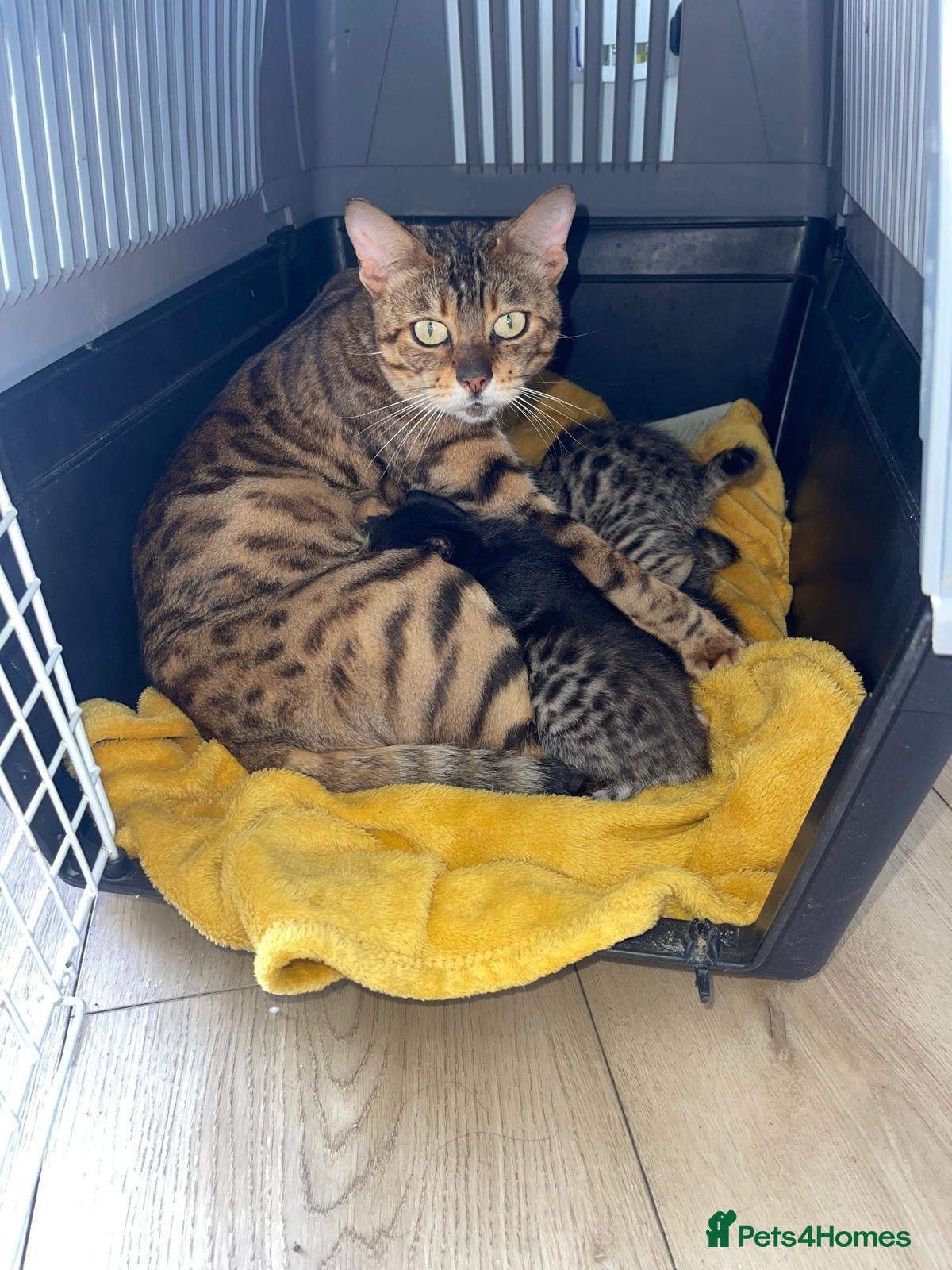 Bengal cats Beautiful kittens  - Advert 2