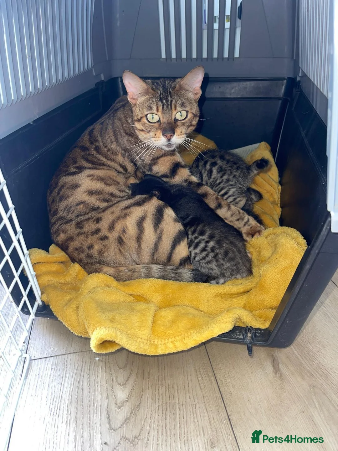 Bengal cats for sale: Beautiful kittens  - Advert 1