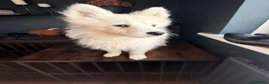 Samoyed Puppy 3