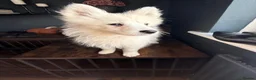 Samoyed dogs for sale: Only 3 females left - Advert 6