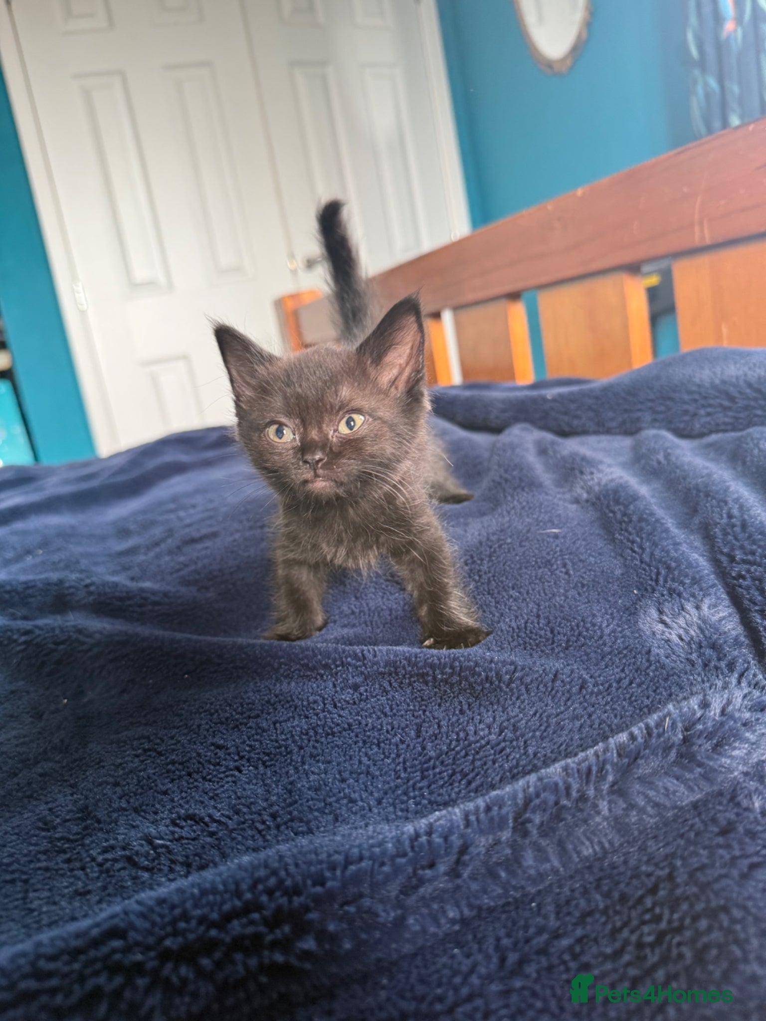 British Shorthair cats 2 x British short hair x Sphynx  - Advert 3