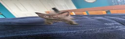 British Shorthair cats for sale: 2 x British short hair x Sphynx  - Advert 1