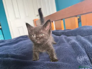 British Shorthair cats 2 x British short hair x Sphynx - Advert 4