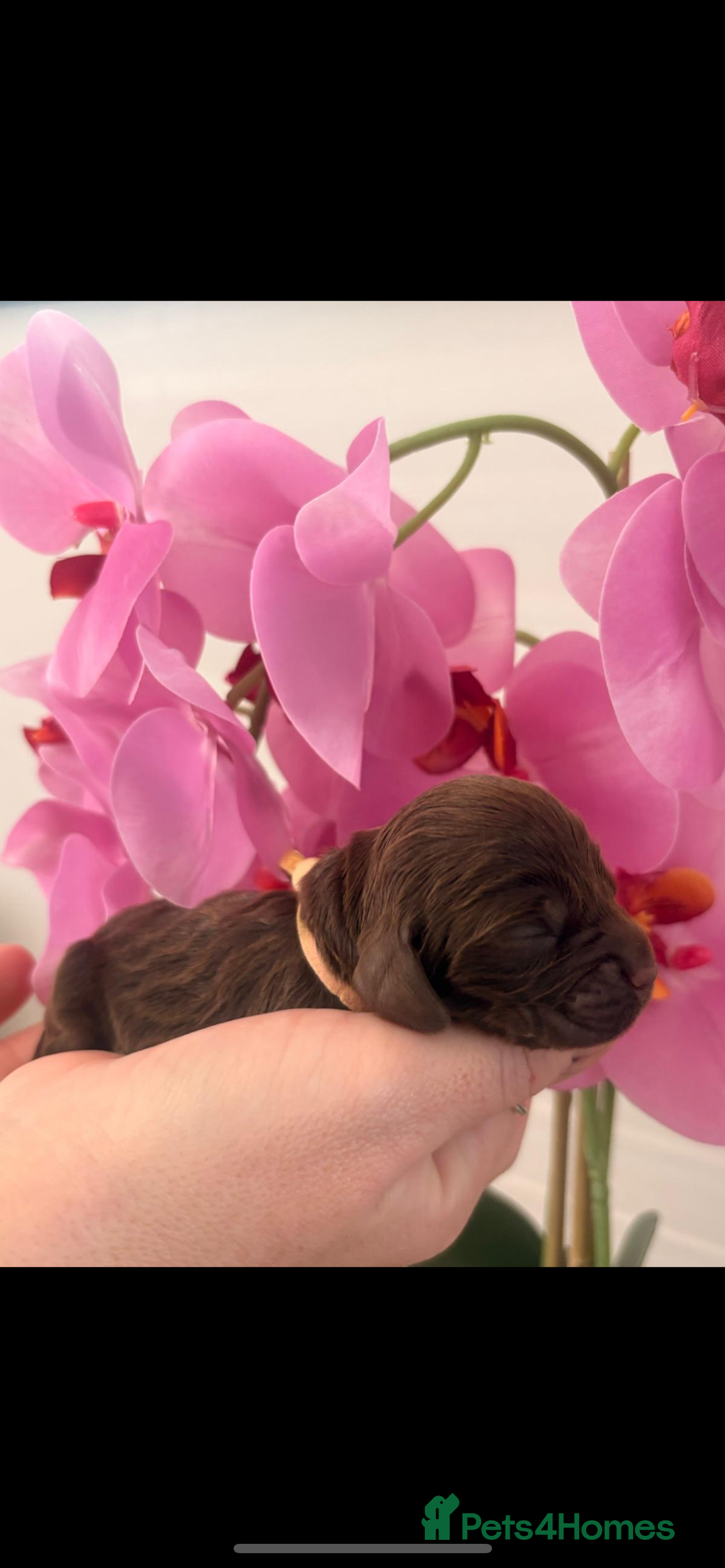 Cocker Spaniel dogs for sale: Stunning litter of show cocker spaniels  - Image 5
