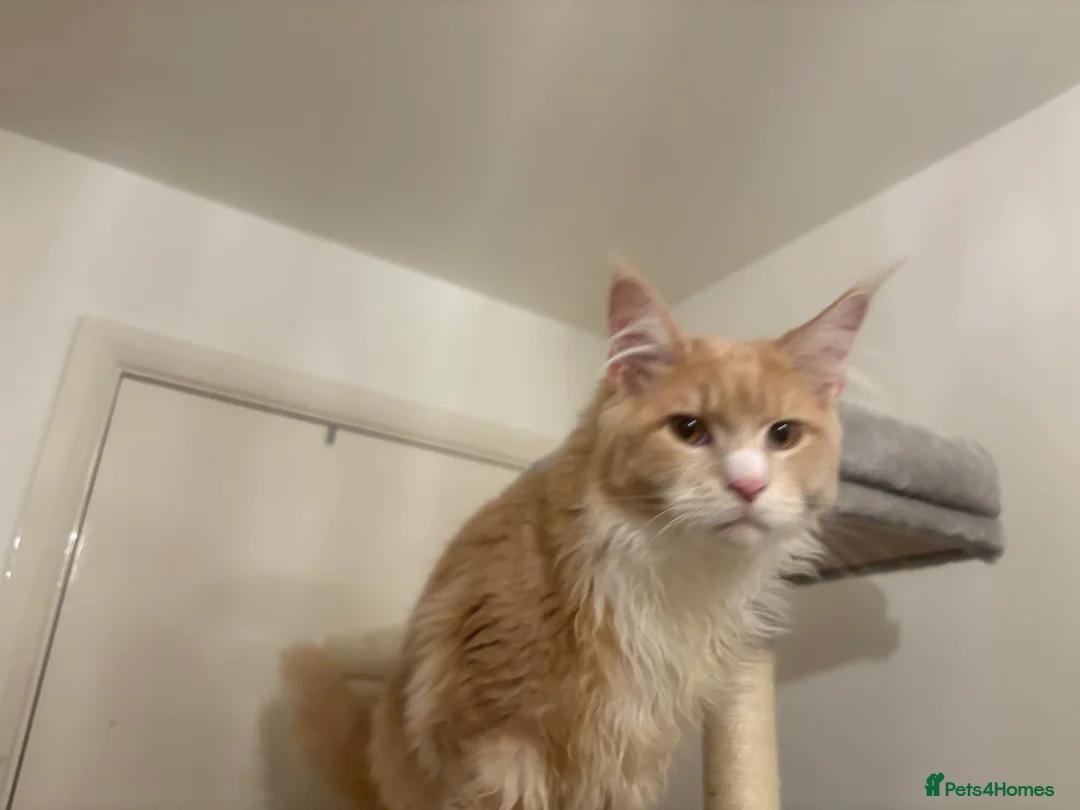 Maine Coon cats for sale: Maine coon xl - Advert 3