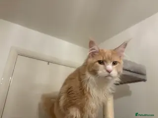 Maine Coon cats Maine coon xl - Advert 3