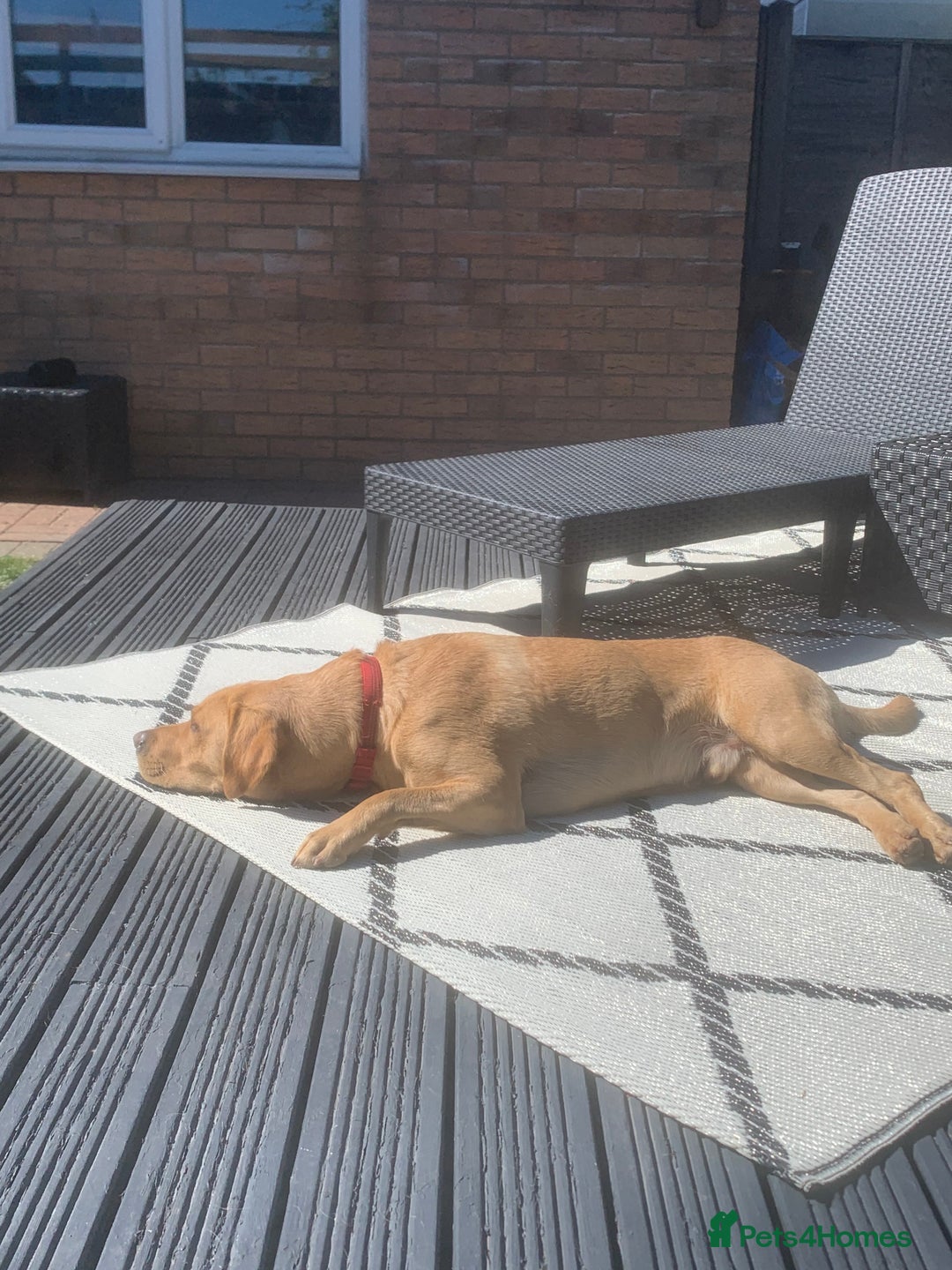 Labrador Retriever dogs for sale: My Boy Lenny - Labrador  - Image 39