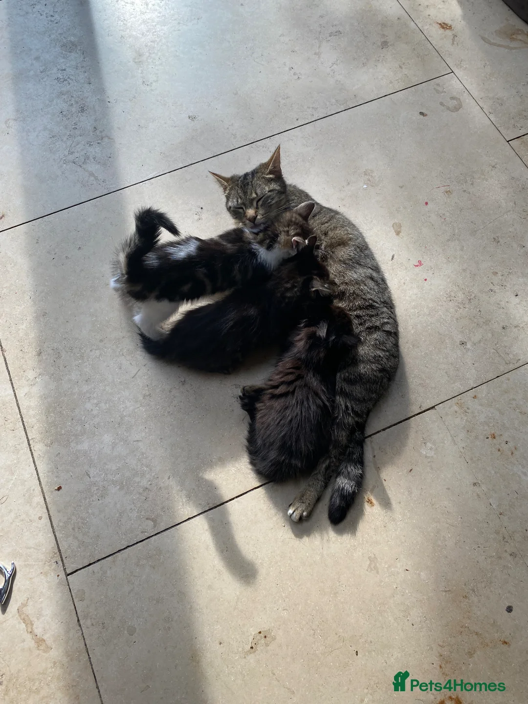 Mixed Breed cats for sale: 4 Beautiful litter trained Kittens - Advert 1