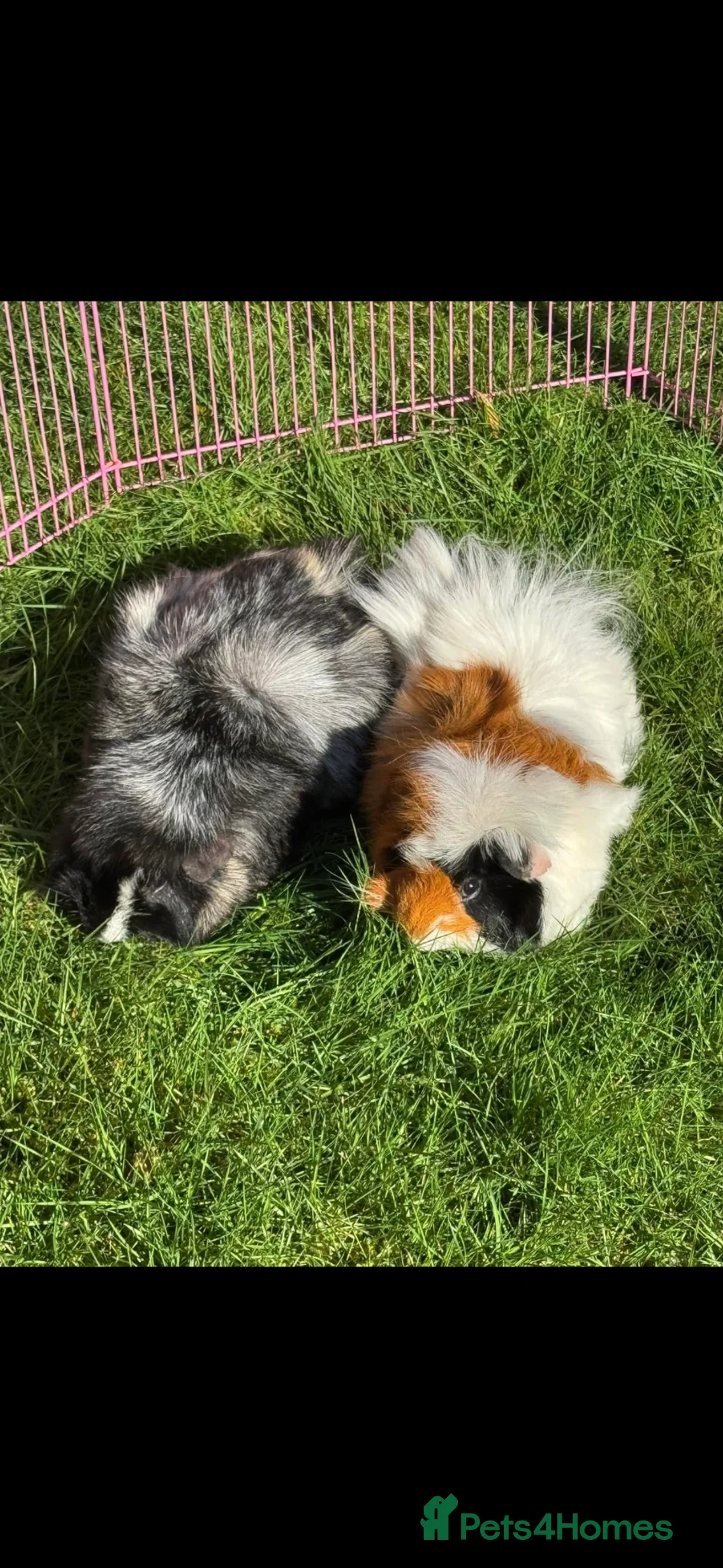 Guinea Pig rodents for sale: 2 male guinea pigs  in Virginia Water - Advert 1