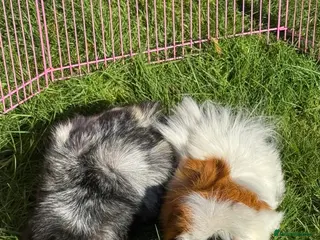 Guinea Pig rodents 2 male guinea pigs - Advert 3